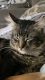 Tabby Cats for sale in Perris, California. price: $5