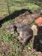 Tabby Cats for sale in Wichita, Kansas. price: NA