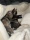 Tabby Cats for sale in Brooklyn, New York. price: $250