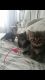 Tabby Cats for sale in Syracuse, NY, USA. price: NA