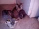 Tabby Cats for sale in Arlington, TX, USA. price: NA