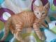 Tabby Cats for sale in El Monte, CA, USA. price: NA