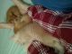 Tabby Cats for sale in Nashville, TN, USA. price: NA