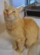 Tabby Cats for sale in Carlsbad, CA, USA. price: NA