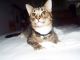 Tabby Cats for sale in Holland, MI 49423, USA. price: NA