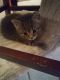 Tabby Cats for sale in Orlando, FL, USA. price: $100