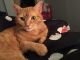 Tabby Cats for sale in Pennsburg, PA 18073, USA. price: $40