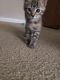 Tabby Cats for sale in Hubert, NC 28539, USA. price: NA