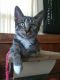 Tabby Cats for sale in Lapeer, MI 48446, USA. price: NA