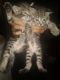 Tabby Cats for sale in Philadelphia, PA, USA. price: $25