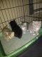 Tabby Cats for sale in Mt Vernon, WA, USA. price: NA