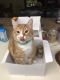 Tabby Cats for sale in Dunedin, FL, USA. price: NA