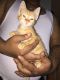 Tabby Cats for sale in Bronx, NY, USA. price: NA