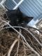 Tabby Cats for sale in Georgetown, OH 45121, USA. price: NA