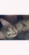 Tabby Cats for sale in Gilbert, AZ, USA. price: $50
