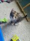 Tabby Cats for sale in Jacksonville, NC 28546, USA. price: $50