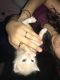 Tabby Cats for sale in Hilmar, CA 95324, USA. price: NA