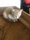 Tabby Cats for sale in Madisonville, KY 42431, USA. price: NA