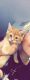 Tabby Cats for sale in Mesa, AZ 85205, USA. price: NA
