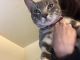 Tabby Cats for sale in 546 S Country Club Dr, Mesa, AZ 85210, USA. price: NA