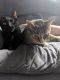 Tabby Cats for sale in Fulton, NY 13069, USA. price: NA