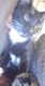 Tabby Cats for sale in San Fernando, CA, USA. price: $40