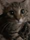 Tabby Cats for sale in Spartanburg, SC 29301, USA. price: $40