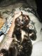 Tabby Cats for sale in Riverside, IA 52327, USA. price: NA