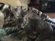 Tabby Cats for sale in Appleton, WI, USA. price: NA
