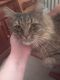 Tabby Cats for sale in Westville, NJ 08093, USA. price: NA