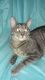 Tabby Cats for sale in Milwaukee, WI, USA. price: NA