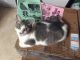 Tabby Cats for sale in 1000 S Fairfield Dr, Pensacola, FL 32506, USA. price: NA