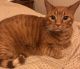Tabby Cats for sale in Tucson, AZ, USA. price: NA