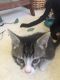 Tabby Cats for sale in 9813 N 5th St, Phoenix, AZ 85020, USA. price: NA