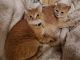 Tabby Cats for sale in Fargo, ND, USA. price: NA