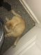 Tabby Cats for sale in Minneapolis, MN 55412, USA. price: $60