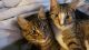 Tabby Cats for sale in Raleigh, NC, USA. price: NA
