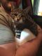 Tabby Cats for sale in Windham, OH, USA. price: NA