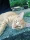 Tabby Cats for sale in 2511 Luther Rd, Punta Gorda, FL 33983, USA. price: NA