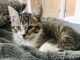 Tabby Cats for sale in Kirkland, WA 98034, USA. price: NA