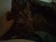 Tabby Cats for sale in Elyria, OH 44035, USA. price: $50