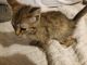 Tabby Cats for sale in Lexington, SC 29073, USA. price: NA