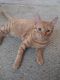 Tabby Cats for sale in North Lauderdale, FL, USA. price: NA