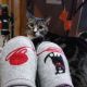Tabby Cats for sale in Newcastle, CA 95658, USA. price: NA