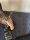Tabby Cats for sale in Chesterfield, MO, USA. price: NA