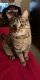 Tabby Cats for sale in Gainesville, GA, USA. price: NA