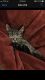 Tabby Cats for sale in Highland Heights, KY, USA. price: NA