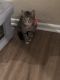 Tabby Cats for sale in Grand Prairie, TX, USA. price: NA