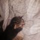 Tabby Cats for sale in 1906 Beeler St, New Albany, IN 47150, USA. price: $10