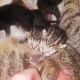 Tabby Cats for sale in 1906 Beeler St, New Albany, IN 47150, USA. price: NA